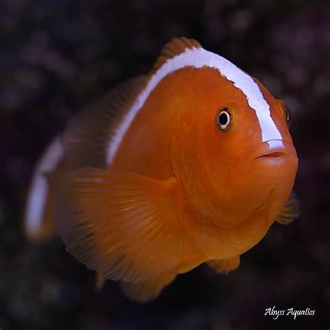 Orange Skunk Clownfish .